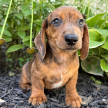 Waylon